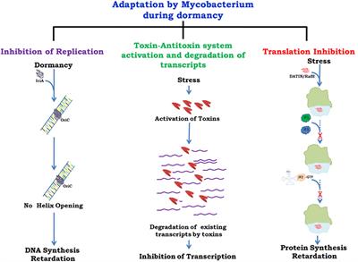 Commentary: Modification of Host Responses by Mycobacteria